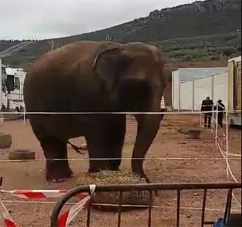 circo