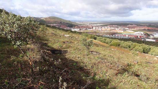 «Atentado medioambiental» en Puertollano: Ecologistas denuncian la tala de decenas de miles de encinas junto al Minero
