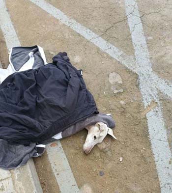 Puertollano: Huellas inicia una campaña para «pedir justicia» tras los últimos casos de maltrato animal