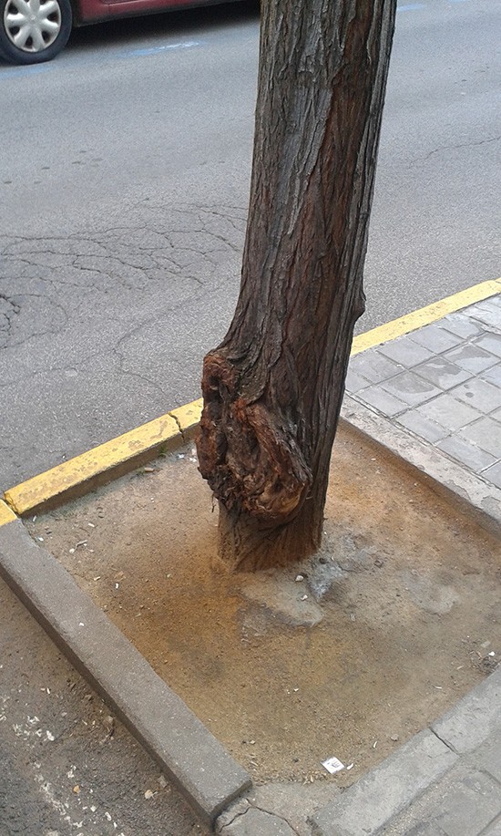 cicatrices-arboles-1