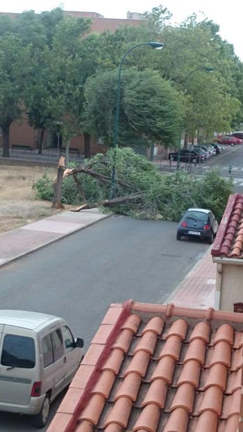 arbol3