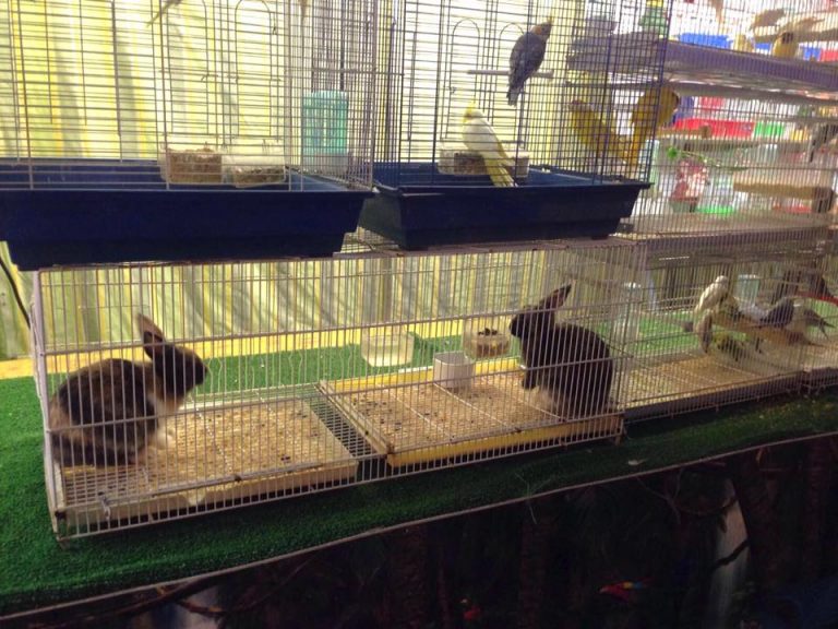 El equipo de Gobierno exigirá a los feriantes que las atracciones y tómbolas estén «libres de maltrato animal»