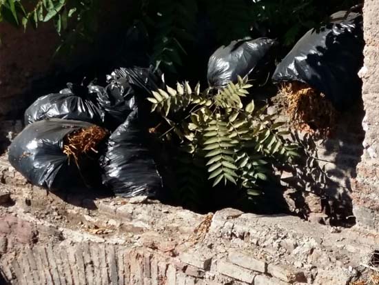 basura5