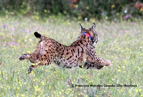lince