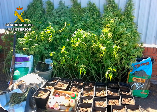 marihuana-2