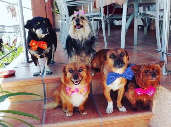 perros-perdigones-6