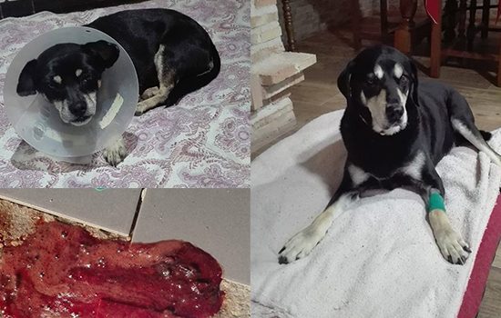 perros-perdigones-7