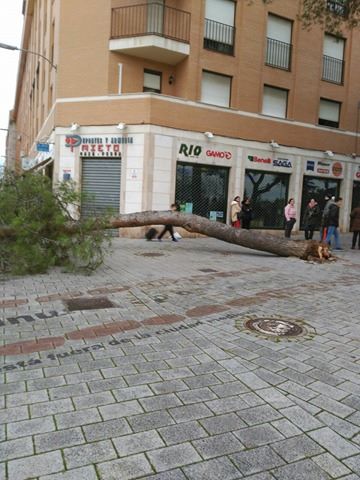 arbol-1