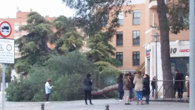 Se desploma un árbol en las proximidades del Colegio San Francisco de Asís a la hora de entrada a las clases