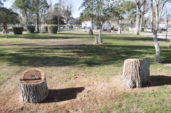 arboles talados parque de gasset 1