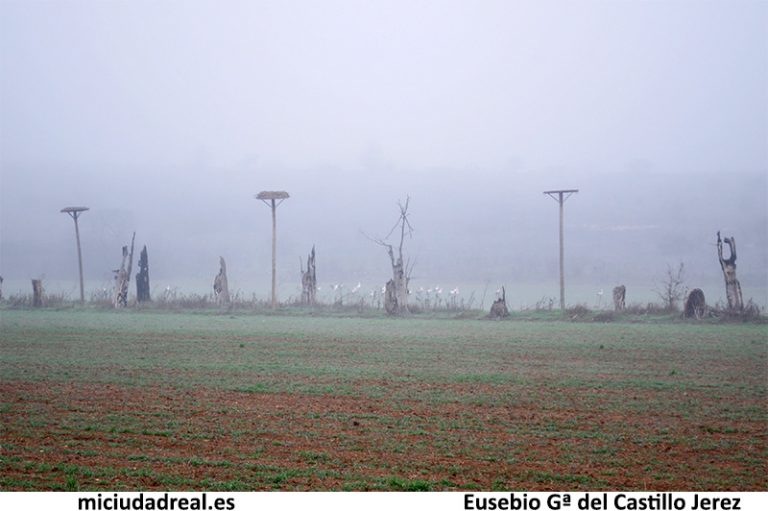 Ciudad Real: Sancho Rey, un tesoro natural que agoniza desdeñado