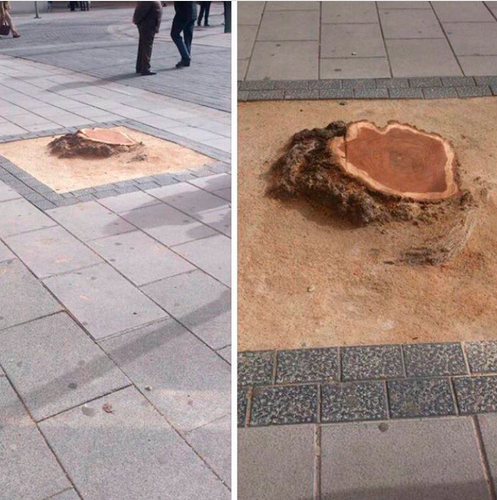 tala-de-arbol-pilar