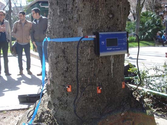 arbol