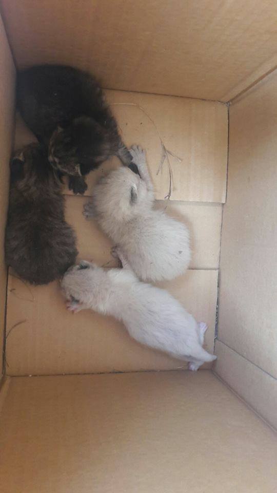 gatitos 2