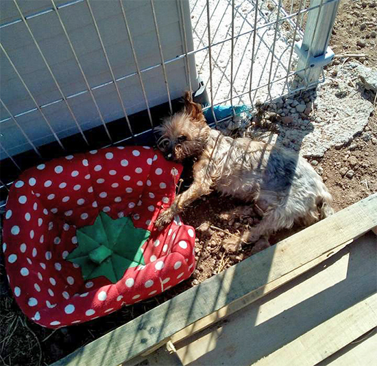 perrita-muerta
