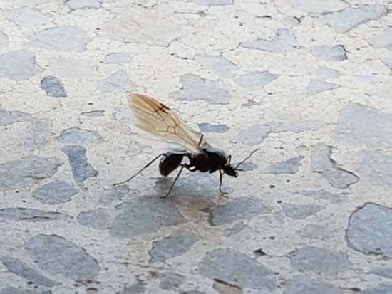 hormiga