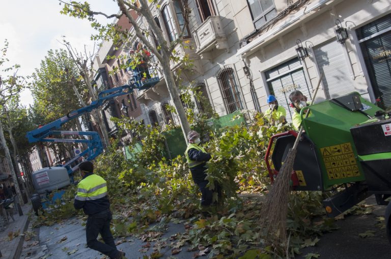 Comienza la campaña de poda del arbolado de Ciudad Real, que alcanzará a 20.000 ejemplares