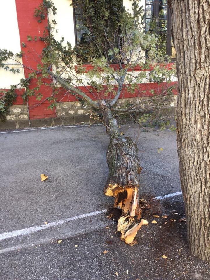 Una rama de grandes dimensiones cae en el patio del Carlos Eraña justo antes de la salida de los niños
