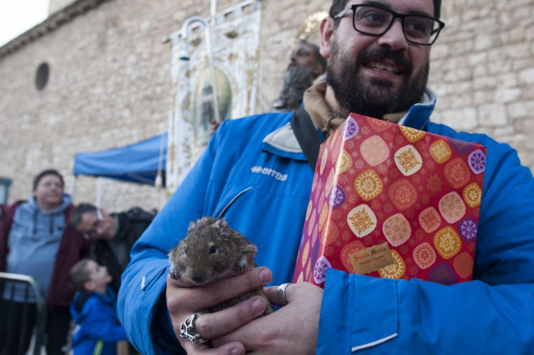 Un degú llamado Tolomeo se lleva la estatuilla de San Antón a los Marianistas