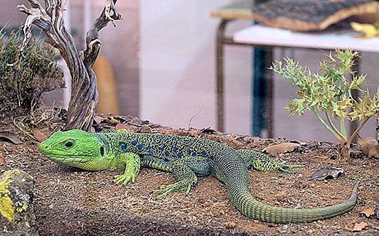 VISO_Exposición reptiles y anfibios_foto Prudencio Morales