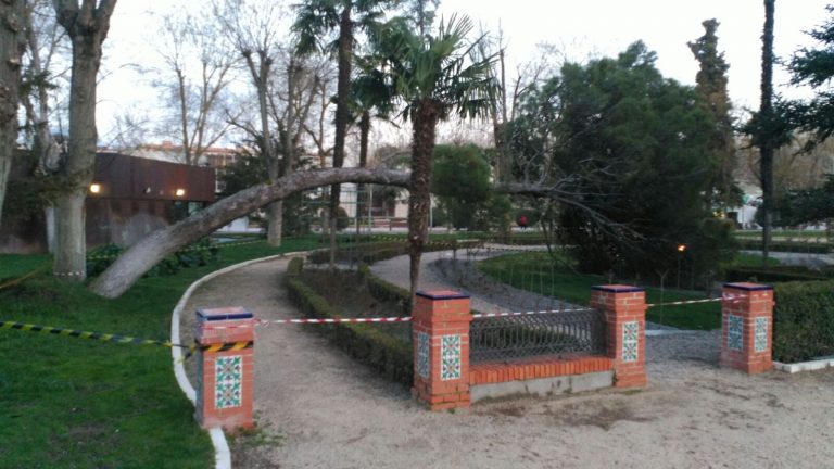 Ciudad Real: Un pino de grandes dimensiones se desploma en el Parque de Gasset