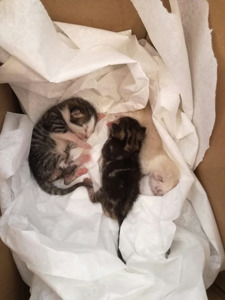 camada gatitos