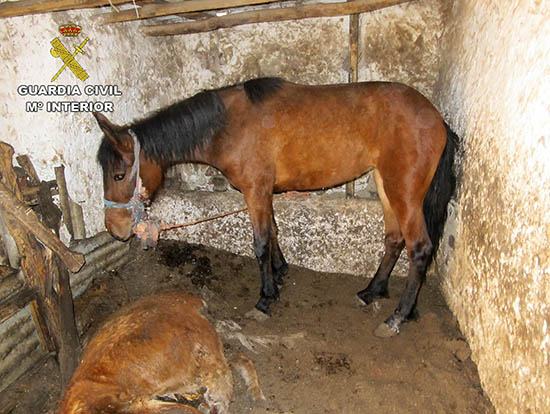 caballo