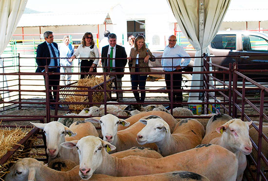 agudo-ovejas