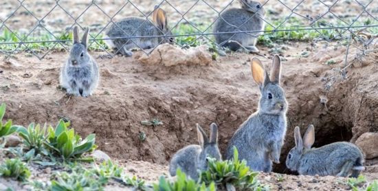 conejos