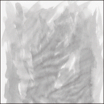banner-300×300-px_santacruz