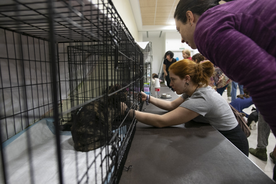 salon felino 20181117 2