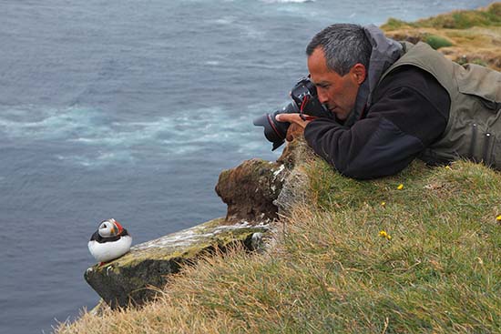 Fotografiando Frailecillos (Fratercula arctica). Islandia.