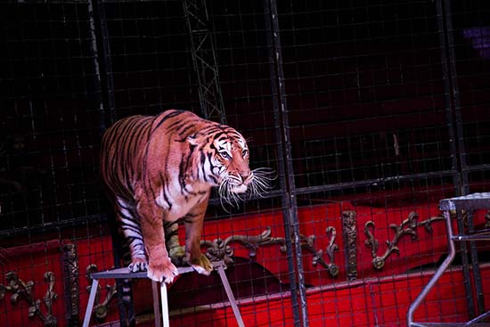 Foto: circogottani.com