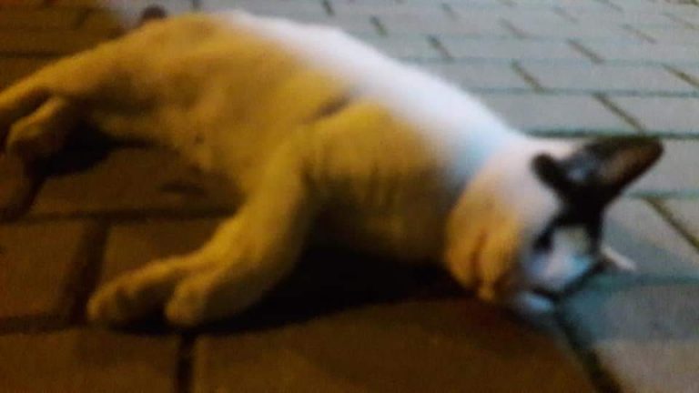 En Ciudad Real se envenena a animales
