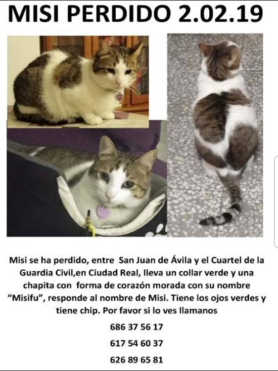 familia de Ciudad busca a Misi, gato perdido hace 12 días | MiCiudadReal.es