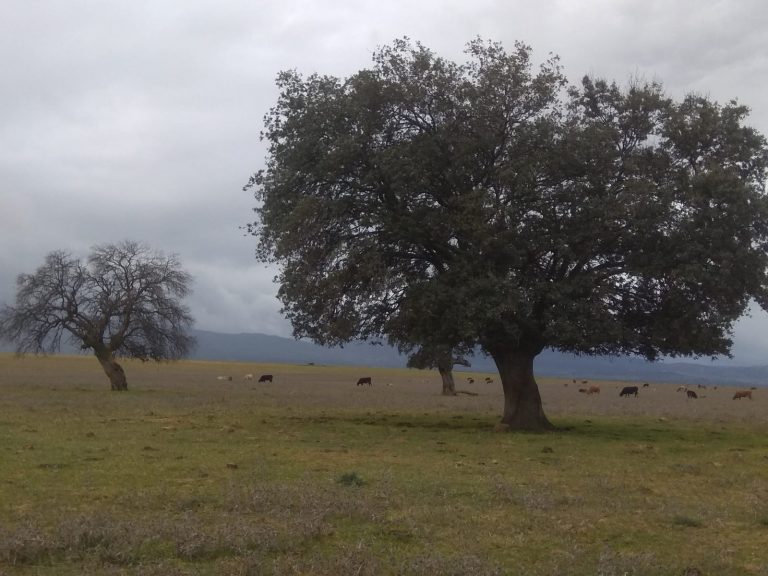 La dirección del Parque Natural del Valle de Alcudia «intoxica» dando por hecho que se aprobará el PRUG