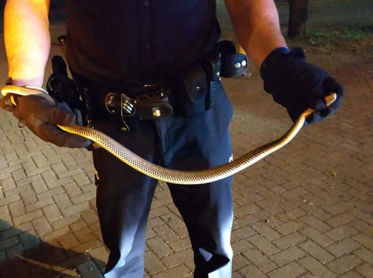 Culebra desubicada en Puertollano