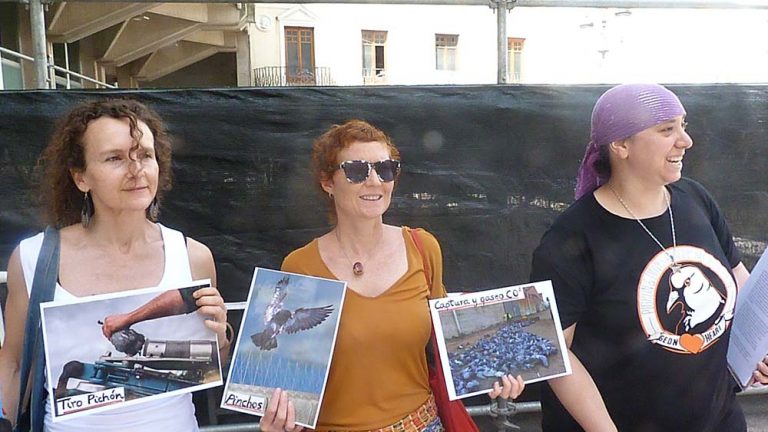 «Se puede controlar a las palomas de Ciudad Real sin capturarlas ni matarlas»