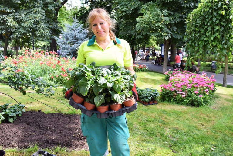 Puertollano: Explosión de color en el Paseo de San Gregorio con casi 2.000 nuevas plantaciones