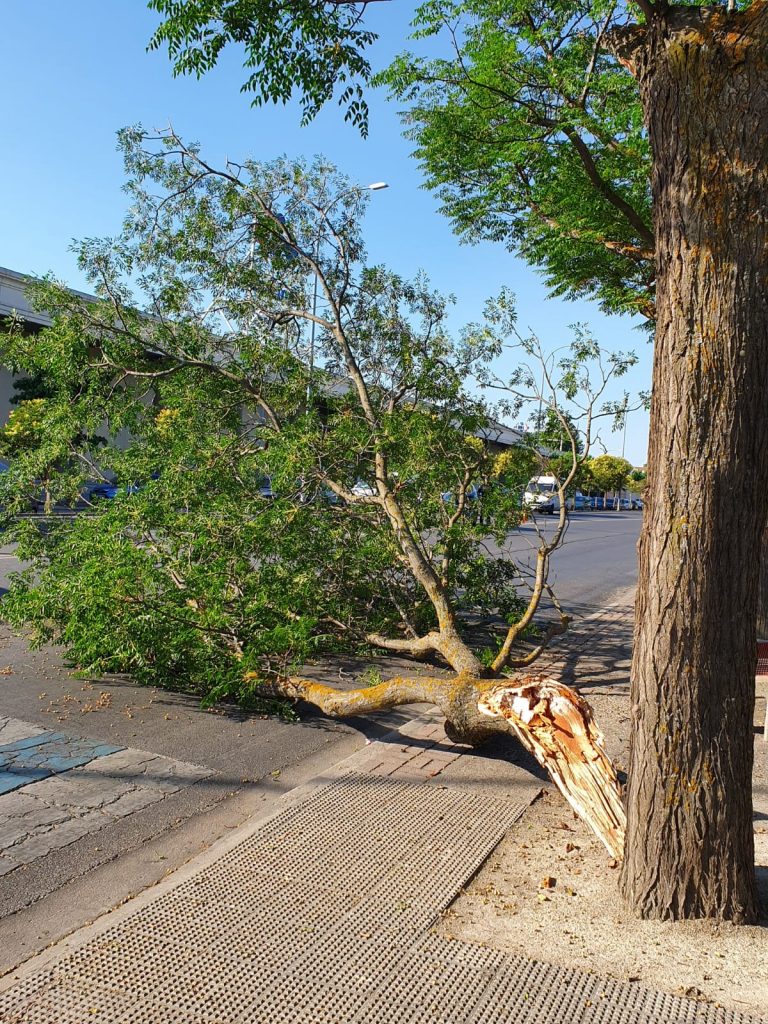 Ciudad Real: Operarios retiran una gran rama que cayó en la calzada de la Avenida de Europa