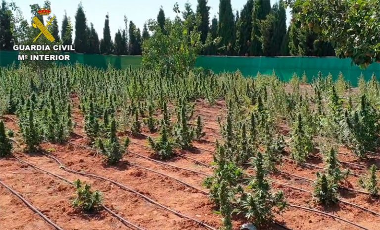 La Guardia Civil ha desarticulado un grupo criminal dedicado al cultivo de marihuana en varias fincas rústicas de Fernán Caballero y alrededores