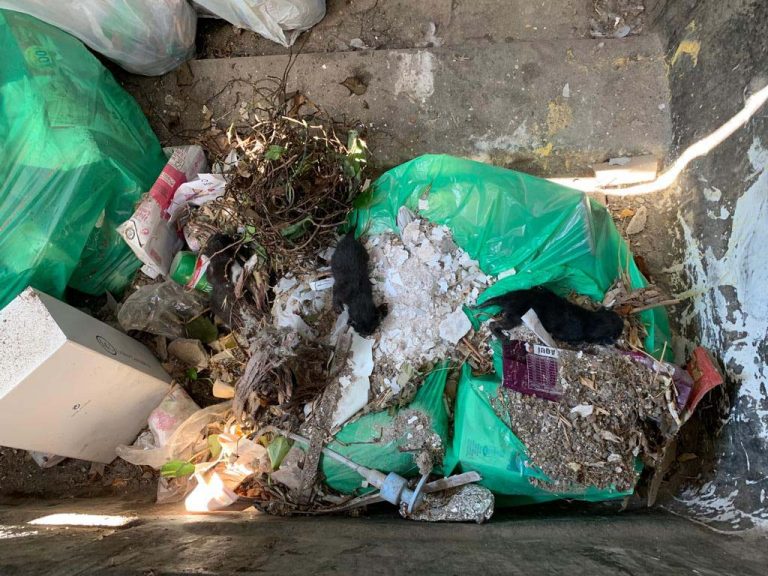 Puertollano: Rescatados tres cachorros de gato abandonados en un contenedor