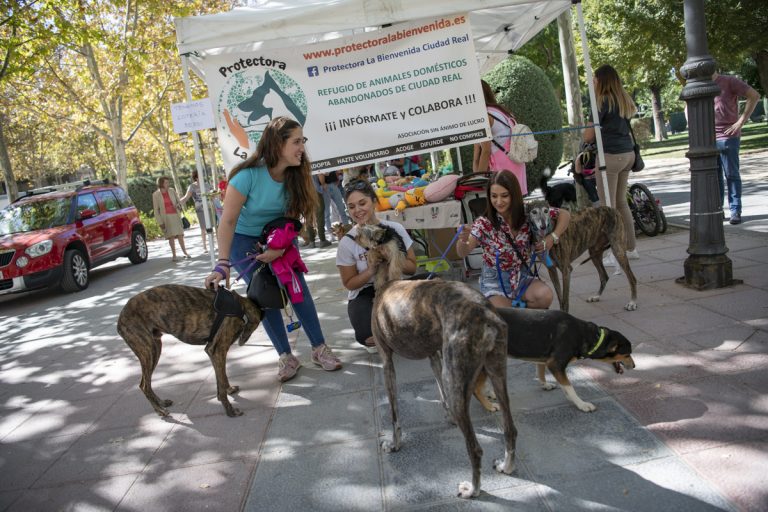 Ciudad Real: El Parque de Gasset celebra un festival dedicado a las mascotas
