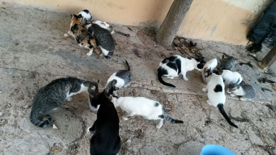 rp_colonias-de-gatos-06.jpg