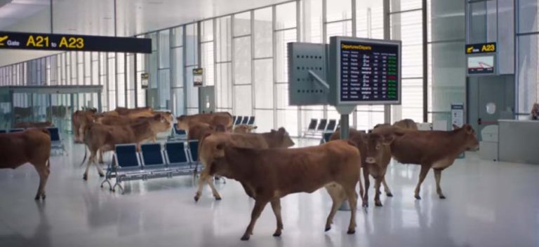 Cientos de vacas se quedan «atrapadas» sin poder volar en el Aeropuerto de Ciudad Real