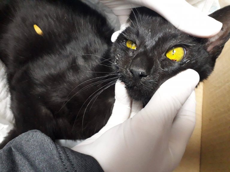 Puertollano: Envenenados los gatos del Paseo de San Gregorio