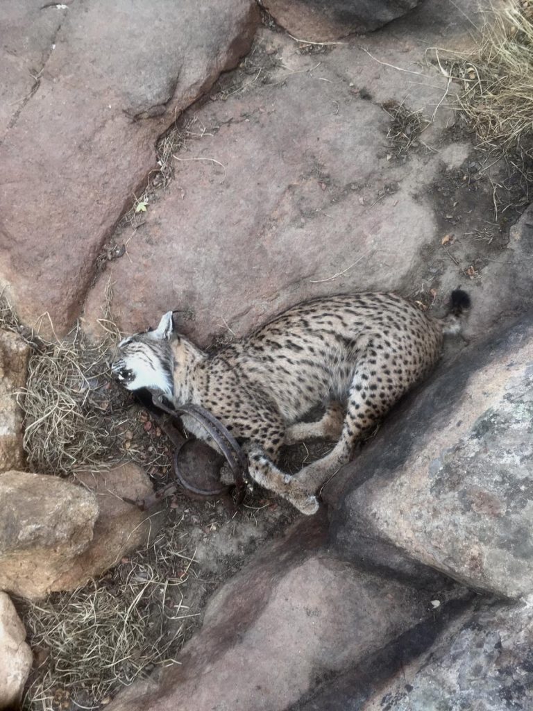 El Gobierno regional se personará como acusación particular en la causa contra el cazador que mató a la lince Nenufar en Menasalbas