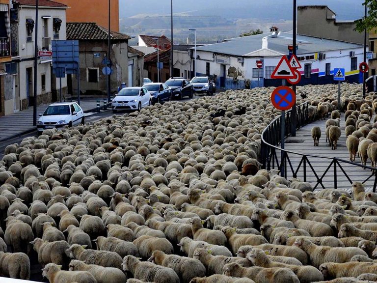 La odisea de la trashumancia en Puertollano
