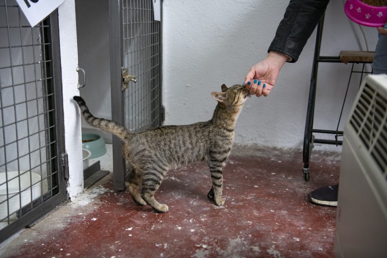Llegan los primeros ejemplares al centro felino de Ciudad Real gestionado por Gatómicas