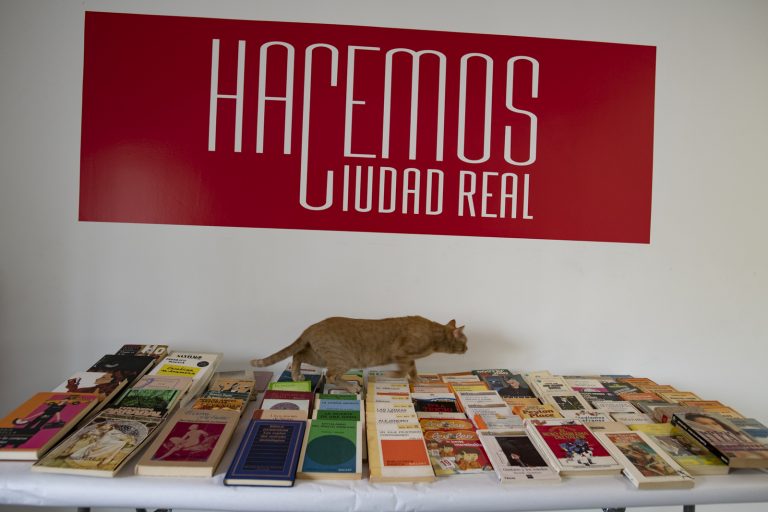 Los gatos toman la Casa de la Ciudad